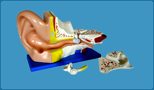 Urinary System Model, Kidney Model, Joints Model, Wrist Joint Model, Ankle Joint Model, Elbow Joint Model, Knee Joint Model, Shoulder Joint Model,  Hip Joint Model, Teeth Model, Charts on First Aid, Skeleton System Chart, Muscular System Chart, Joint and ligament, Nervous System - Brain Chart, Spinal Chord Chart,  Cardiovascular system Chart, Respiratory system Chart, Lungs Chart, Trachea Chart, Larynx Chart, Digestive System Chart, Oral Cavity Chart, Teeth Chart, Stomach Pancreas and spleen 