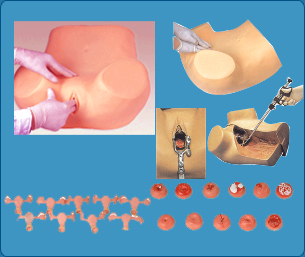 Gynecological Examination Manikin, Nursing manikins, Nursing mannequin, Nursing models, Medical manikins, Medical mannequin, Medical models, Indian Nursing Council, manikins as per Indian Nursing Council, models as per Indian Nursing Council, mannequin as per Indian Nursing Council, Meet INC Standards, According to Indian Nursing Council, as per INC, Buy Nursing Manikins, Buy Nursing Charts, Buy Nursing Models, Buy Nursing mannequin, Manikin for demonstrating nurse procedures, Manikin for demonstrating nursing procedures, Manikin for demonstrating nurse training procedures, Manikin for demonstrating nurse procedures - Adult Male, 