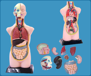 Manikin for demonstrating nurse procedures - Adult Female, Manikin for demonstrating nurse procedures - Child, Manikin for demonstrating nurse procedures - New Born, Manikin for demonstrating nurse procedures - CPR, Nurse Training Manikins, Nursing Training Manikins, Fundamental Nursing Laboratory Model, Fundamental Nursing Laboratory Material, Nutrition Laboratory Material, Nutrition Laboratory Model, Anatomy And Physiology Laboratory Material, Anatomy And Physiology Laboratory Model, Community Health Laboratory Material, Community Health Laboratory Model, Audio Visual Aids, Over Head Projectors, OHP, Epidiascopes', Epidiascopes,