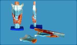 Full Set of Disarticulated Human Skeleton Model, Full Size Human Body Showing All Muscles And Organs Model, Skin Cross Section Model, Heart Model with large Blood Vessels, Heart Model with Detachable Parts on stand, Eye Model with Different Sections, Ear Model With Different Sections,  Human Brain Model with Spinal Chord, Lungs and Trachea Model, Larynx Model,  Digestive System Model, Stomach Model, Small Intestine Model, Large Intestine Model, Female Reproductive System Model, Uterus Model on Stand, Ovaries Model, Male Reproductive System, 