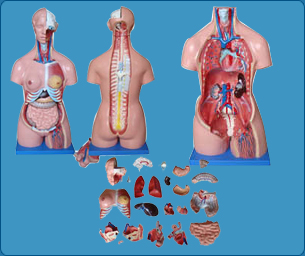 Trauma manikins, trauma mannequin, trauma models, Medical manikins, Medical  mannequin, Medical models, life support models, life support manikins, life support mannequin, life support models, nursing inspection, nursing inspection India, Gynecological Training Model, Gynecological Examination Model, 