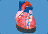 Gynecological Examination Model, Gynecological Examination Training Model, Gynecological Examination Manikin, Gynecological Training Model, Breast Examination Model, Breast Examination Manikin, Breast Cancer Examination Training Model, Breast Model, Breast Self Examination Model, Development Process for Fetus Model , Stages of development of embryo Model, Embryo Development Model 