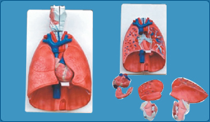 Urinary System Model, Kidney Model, Joints Model, Wrist Joint Model, Ankle Joint Model, Elbow Joint Model, Knee Joint Model, Shoulder Joint Model,  Hip Joint Model, Teeth Model, Charts on First Aid, Skeleton System Chart, Muscular System Chart, Joint and ligament, Nervous System  Brain Chart, Spinal Chord Chart,  Cardiovascular system Chart, Respiratory system Chart, Lungs Chart, Trachea Chart, Larynx Chart, Digestive System Chart, Oral Cavity Chart, Teeth Chart, Stomach Pancreas and spleen 